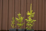 Carrie Pike with spruce subjected to different levels of early spring warming to simulate climate change and its effect on growth.