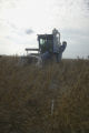 Soybean plot harvest at the University of Minnesota, Southern Research and Outreach Center, Waseca.