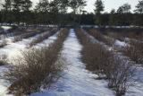 Blueberry breeding, winter hardiness testing by the University of Minnesota.