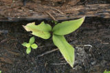 Bluebead lily (clintonia). bunchberry and rotten log on charred forest floor a year after July, 2006, Cavity Lake Fire by Sea Gull Lake.