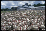 Free range turkeys outside, turkey farm near Roseau, Minnesota.