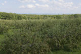 Old apple trees overlooking Lake Superior.