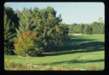 Turf grass
