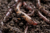 Earth worms. Earth worms.