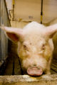 Teaser boar used in the University of Minnesota's swine breeding program.