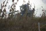 Soybean plot harvest at the University of Minnesota, Southern Research and Outreach Center, Waseca.