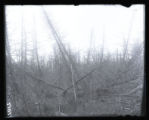 Boutwell Creek dam showing tangles trees in pond