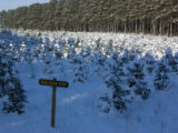 Balsam fir covered with snow at Christmas tree farm, Anoka County, Minnesota.