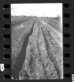 Crookston Campus. Copies of Antique Photos