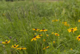 Polyculture for biomass. University of Minnesota research near Roseau, Minnesota at the Magnuson Research Farm.