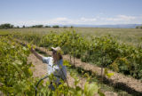 Colorado vineyard growing University of MInnesota grape varieties.