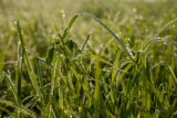 Morning dew on forage grass, mid-June of exceptionally wet spring and early summer.