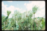 Marshes adjacent to the La Venta archaeological zone in Northwest Tabasco state, Mexico. Note Cyperus giganteus similar to Cyperus Papyrus