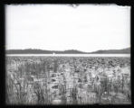 Lotus lily pond, looking toward open water