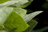 Morning dew on soybean leaves at the University of Minnesota's Southern Research and Outreach Center, Waseca, Minnesota.