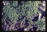 Near Paringa, Gunnera species