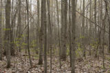 Mixed hardwood stand (maple, oak, elm) in low area, maples just starting to leaf out in early spring.