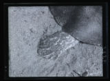 Spiny softshell Turtle, Amyda spinifera