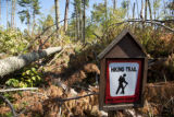 Blow down of old red and white pines on the Chippewa National Forest, Minnesota, in July, 2012.