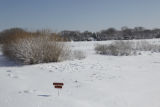 Field plots of alternative, perennial crops for Minnesota. University of Minnesota, St. Paul Campus.