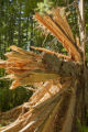 Blow down of old red and white pines on the Chippewa National Forest, Minnesota, in July, 2012.