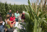 Corn rootworm susceptibility in some lines of BT corn.