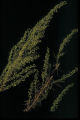 Artemisia campestris