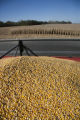 Combine harvesting corn at the University of Minnesota, Rosemount Research and Outreach Center.