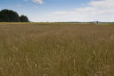 Production field of perennial ryegrass seed, near Roseau, Minnesota at the Magnuson Research Farm.