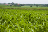 Corn field in Carver County, Minnesota, near Cologne, on U.S. Hwy. 212.