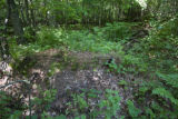 Site of a tornado approximately 25 years earlier, releasing the aspen.