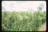 Marshes adjacent to the La Venta archaeological zone in Northwest Tabasco state, Mexico. Note Cyperus giganteus similar to Cyperus Papyrus