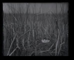 Pied-billed Grebe nest, open