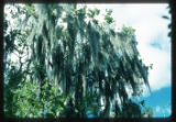 Spanish moss (Tillandsia)