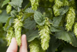 Hops research at the Southern Research and Outreach Center, Waseca.