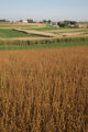 Dairy farms in Wabasha County, near the bluffs overlooking Lake Pepin.