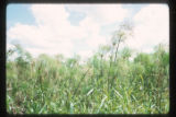 Marshes adjacent to the La Venta archaeological zone in Northwest Tabasco state, Mexico. Note Cyperus giganteus similar to Cyperus Papyrus