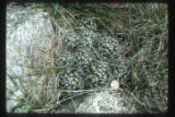 Mammillaria vivipara