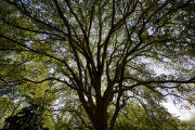 The original 'St. Croix' elm tree near Afton, Minnesota. Resistant to Dutch elm disease.