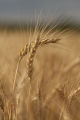 "Linkert" wheat