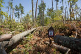 Blow down of old red and white pines on the Chippewa National Forest, Minnesota, in July, 2012.