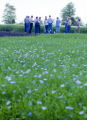 Flax and wheat tour of organically grown variety test plots near Fertile, Minnesota.