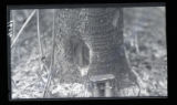 Hole in tree trunk showing Pileated Woodpecker work