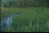 Equisetum palustre