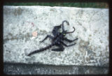 Scorpion made of vanilla beans
