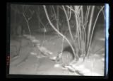 Flash pictures of Cottontail Rabbit