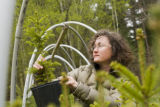Carrie Pike with spruce subjected to different levels of early spring warming to simulate climate change and its effect on growth.