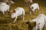 Alternative swine production research at West Central Research and Outreach Center, Morris.