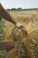 Making selections in wheat research plots, St. Paul Campus.