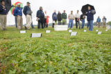 Turf grass research on St. Paul Campus, University of Minnesota.